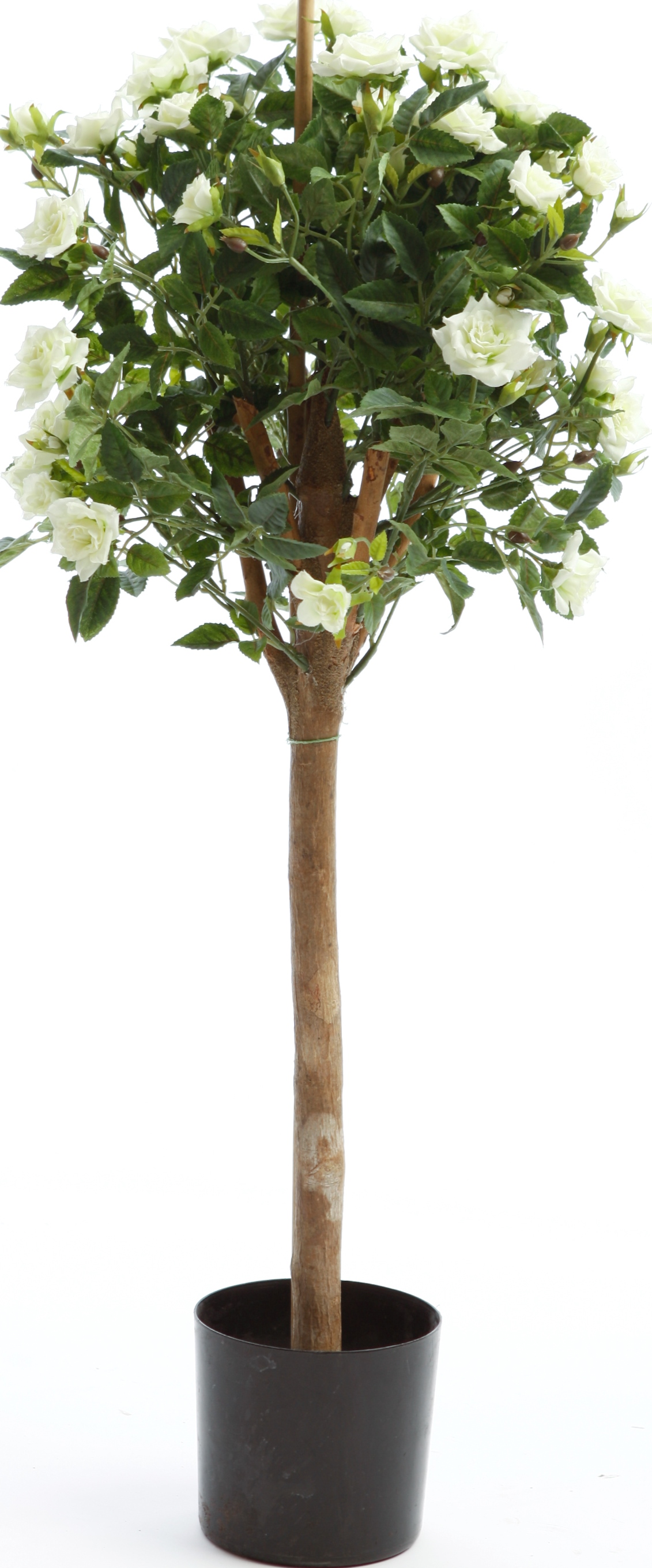 Rosbollträd 140 cm med vita rosor i bollform längst upp